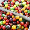 「北海道のミニトマトたち」